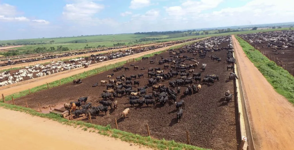 Operação pecuária de confinamento vista do alto